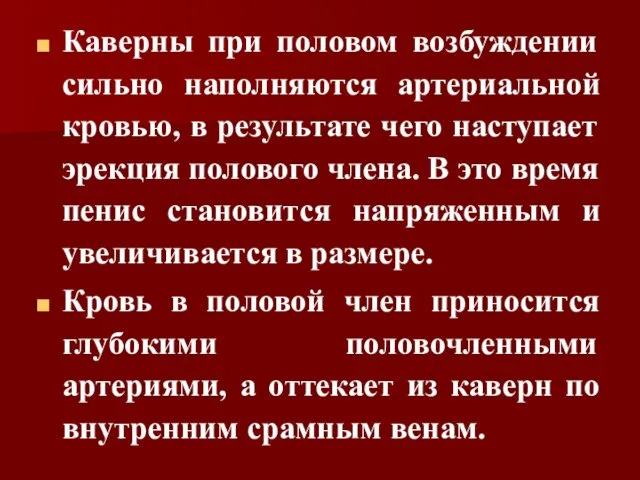 Каверны при половом возбуждении сильно наполняются артериальной кровью, в результате