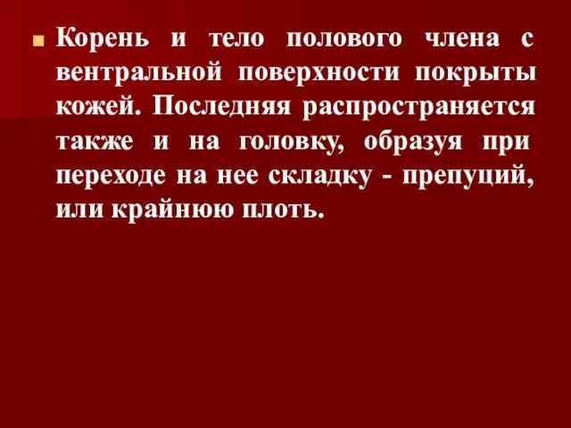 Корень и тело полового члена с вентральной поверхности покрыты кожей.