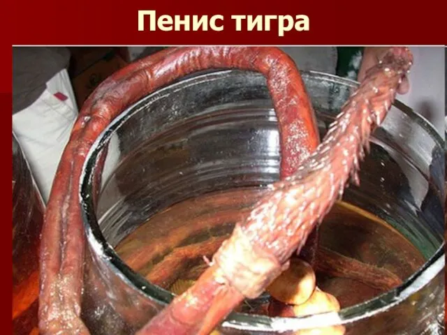 Пенис тигра