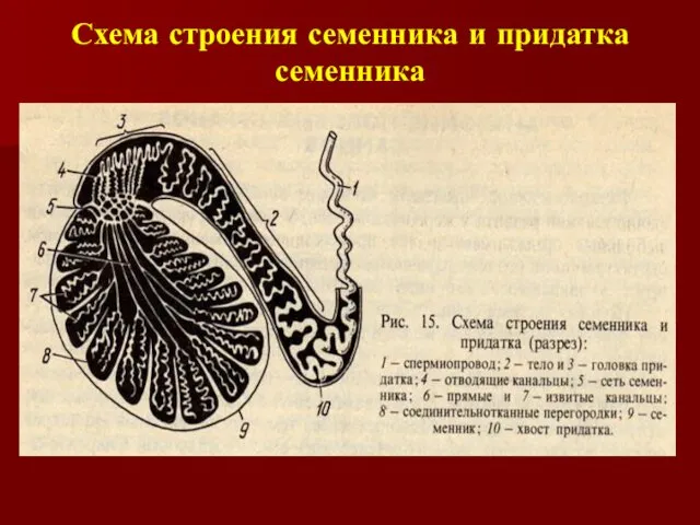 Схема строения семенника и придатка семенника