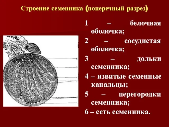 1 – белочная оболочка; 2 – сосудистая оболочка; 3 –