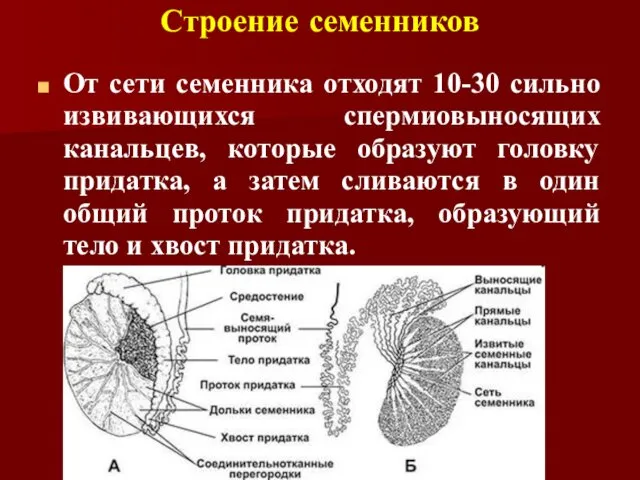 Строение семенников От сети семенника отходят 10-30 сильно извивающихся спермиовыносящих