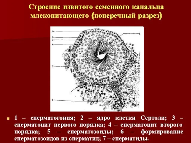 1 – сперматогония; 2 – ядро клетки Сертоли; 3 –