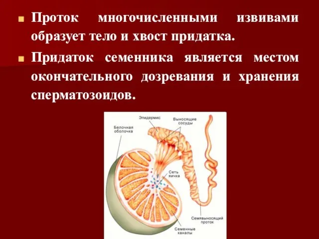 Проток многочисленными извивами образует тело и хвост придатка. Придаток семенника