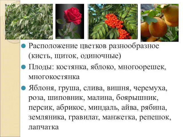 Расположение цветков разнообразное (кисть, щиток, одиночные) Плоды: костянка, яблоко, многоорешек,