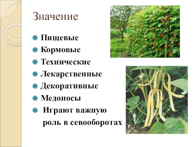 Значение Пищевые Кормовые Технические Лекарственные Декоративные Медоносы Играют важную роль в севооборотах