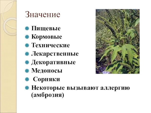 Значение Пищевые Кормовые Технические Лекарственные Декоративные Медоносы Сорняки Некоторые вызывают аллергию (амброзия)