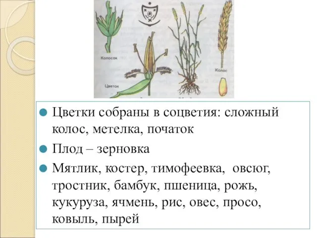 Цветки собраны в соцветия: сложный колос, метелка, початок Плод –