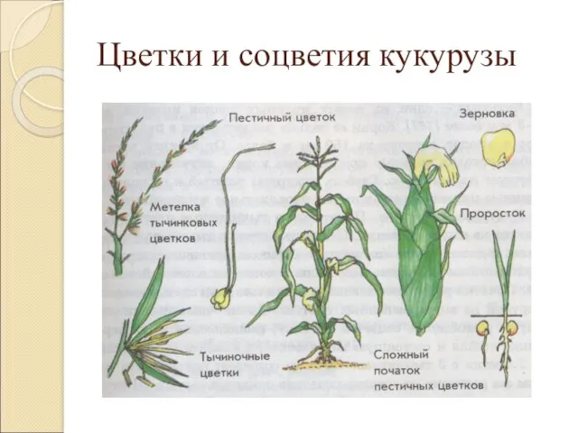 Цветки и соцветия кукурузы