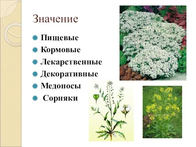 Значение Пищевые Кормовые Лекарственные Декоративные Медоносы Сорняки