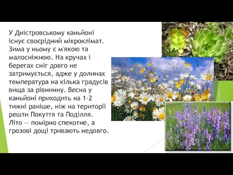 У Дністровському каньйоні існує своєрідний мікроклімат. Зима у ньому є