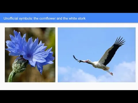 Unofficial symbols: the cornflower and the white stork