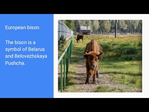 European bison The bison is a symbol of Belarus and Belovezhskaya Pushcha.