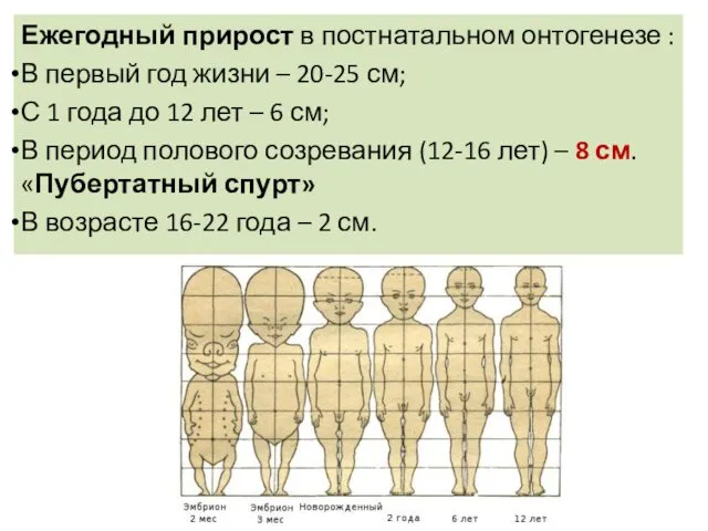 Ежегодный прирост в постнатальном онтогенезе : В первый год жизни