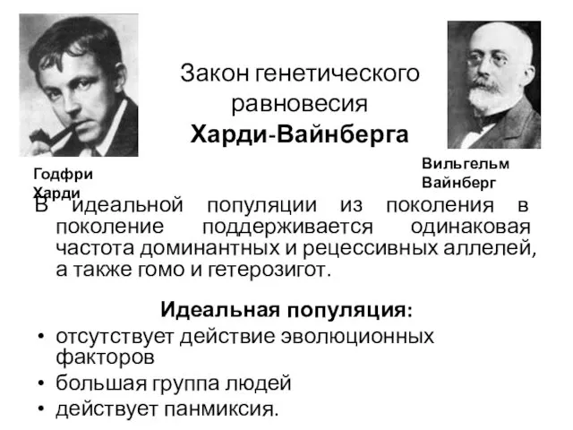 Закон генетического равновесия Харди-Вайнберга В идеальной популяции из поколения в