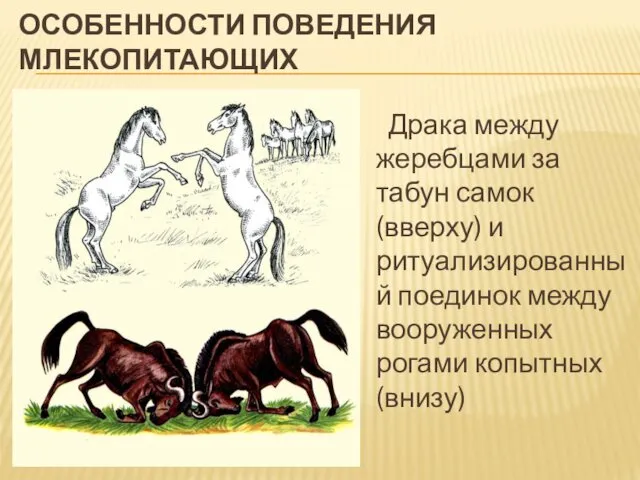 ОСОБЕННОСТИ ПОВЕДЕНИЯ МЛЕКОПИТАЮЩИХ Драка между жеребцами за табун самок (вверху)