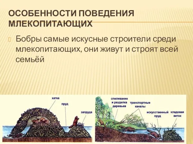 ОСОБЕННОСТИ ПОВЕДЕНИЯ МЛЕКОПИТАЮЩИХ Бобры самые искусные строители среди млекопитающих, они живут и строят всей семьёй