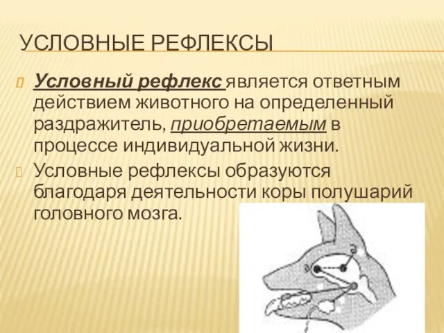 УСЛОВНЫЕ РЕФЛЕКСЫ Условный рефлекс является ответным действием животного на определенный