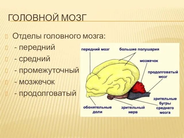 ГОЛОВНОЙ МОЗГ Отделы головного мозга: - передний - средний - промежуточный - мозжечок - продолговатый