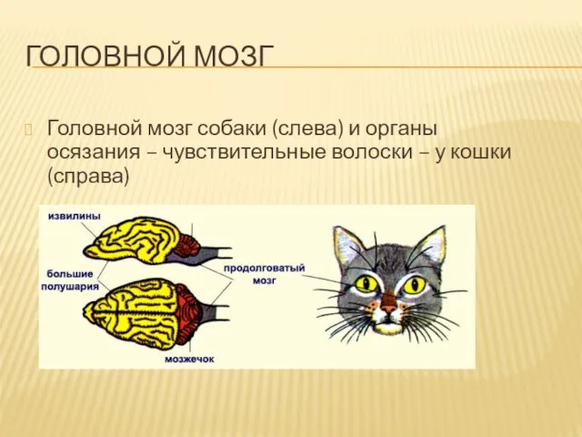ГОЛОВНОЙ МОЗГ Головной мозг собаки (слева) и органы осязания – чувствительные волоски – у кошки (справа)
