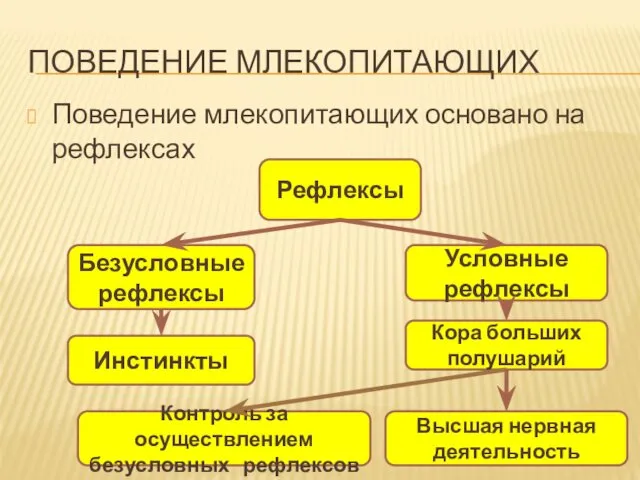 ПОВЕДЕНИЕ МЛЕКОПИТАЮЩИХ Поведение млекопитающих основано на рефлексах Рефлексы Условные рефлексы