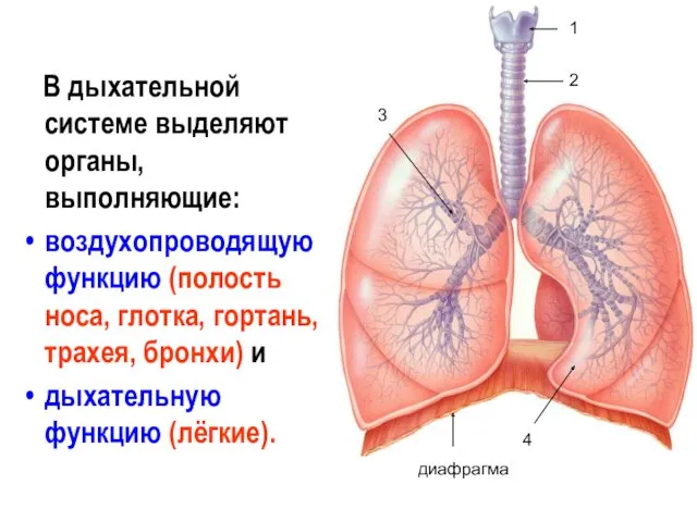 В дыхательной системе выделяют органы, выполняющие: воздухопроводящую функцию (полость носа,