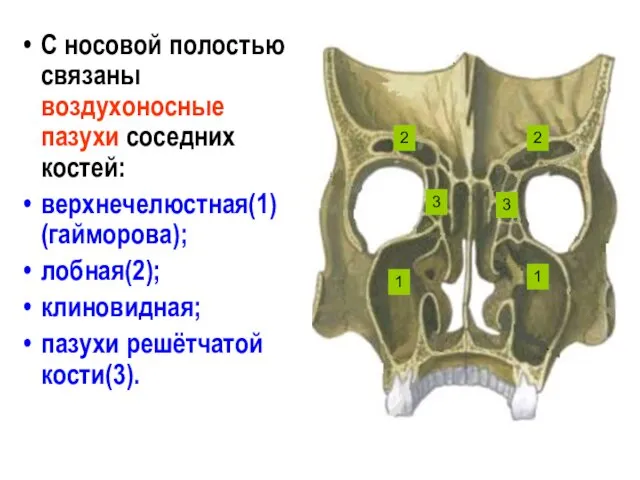 С носовой полостью связаны воздухоносные пазухи соседних костей: верхнечелюстная(1) (гайморова);