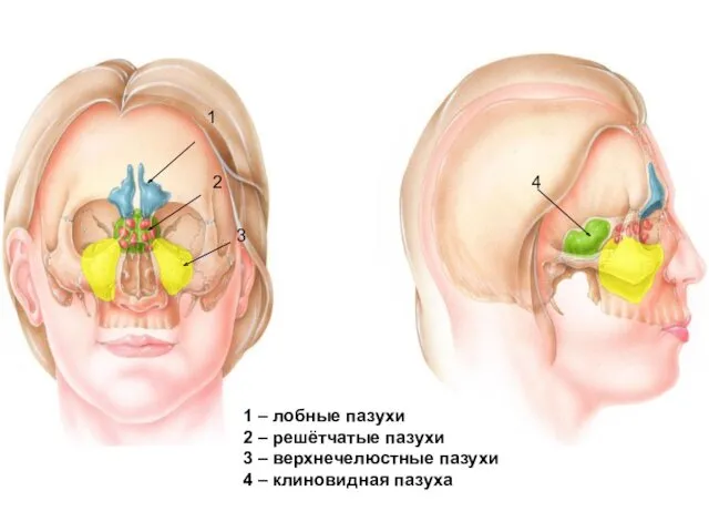 1 2 3 4 1 – лобные пазухи 2 –