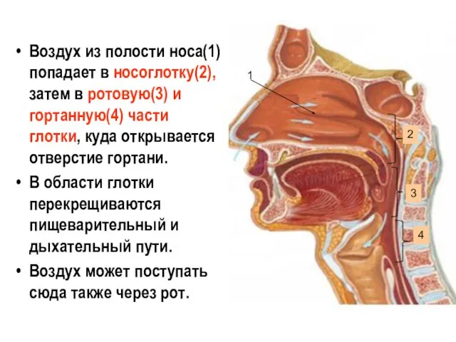 Воздух из полости носа(1) попадает в носоглотку(2), затем в ротовую(3)