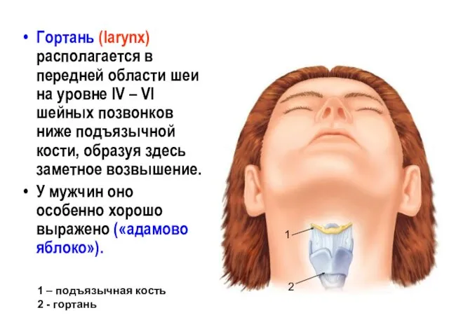 Гортань (larynx) располагается в передней области шеи на уровне IV