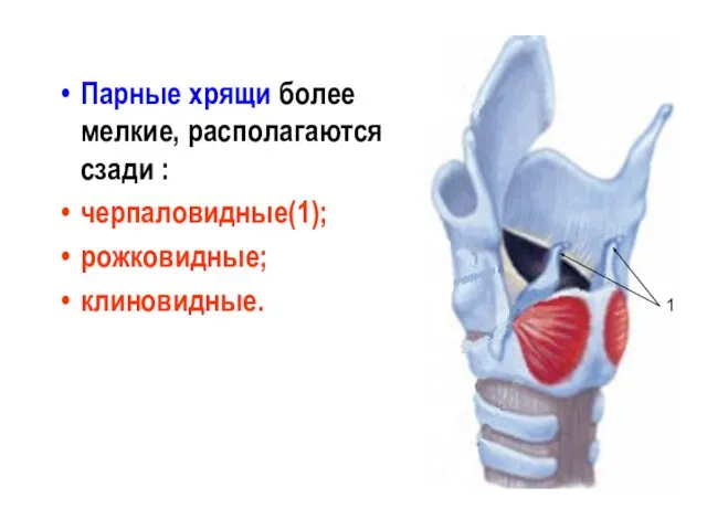 Парные хрящи более мелкие, располагаются сзади : черпаловидные(1); рожковидные; клиновидные. 1