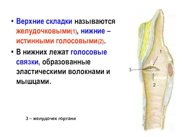 Верхние складки называются желудочковыми(1), нижние – истинными голосовыми(2). В нижних