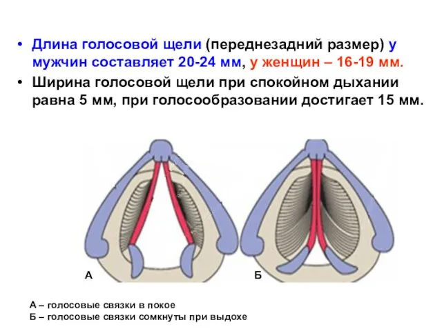 Длина голосовой щели (переднезадний размер) у мужчин составляет 20-24 мм,
