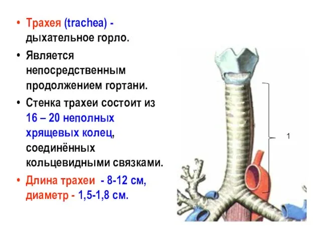Трахея (trachea) - дыхательное горло. Является непосредственным продолжением гортани. Стенка