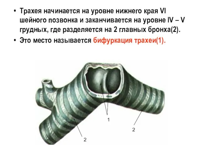 Трахея начинается на уровне нижнего края VI шейного позвонка и