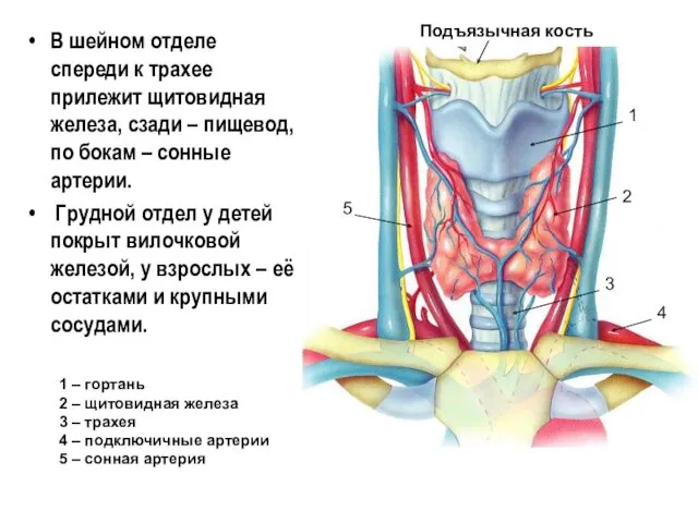 В шейном отделе спереди к трахее прилежит щитовидная железа, сзади