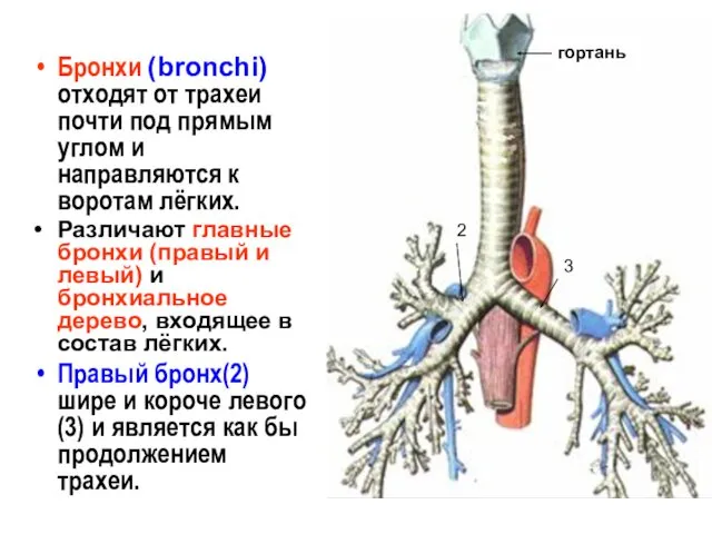 Бронхи (bronchi) отходят от трахеи почти под прямым углом и