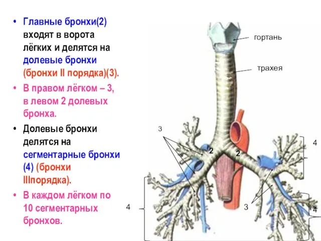 Главные бронхи(2) входят в ворота лёгких и делятся на долевые