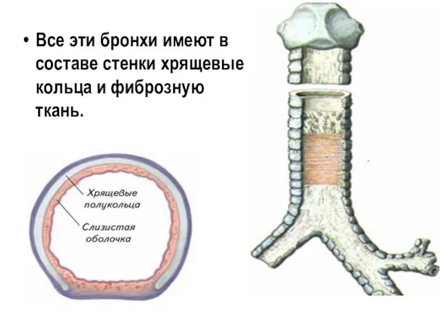 Все эти бронхи имеют в составе стенки хрящевые кольца и фиброзную ткань.