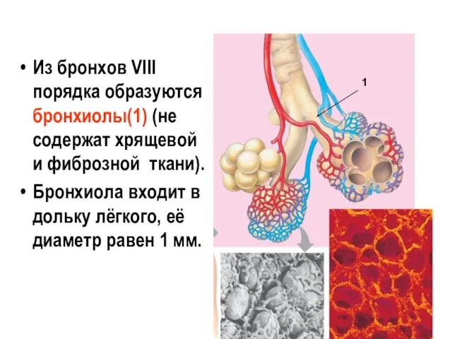 Из бронхов VIII порядка образуются бронхиолы(1) (не содержат хрящевой и