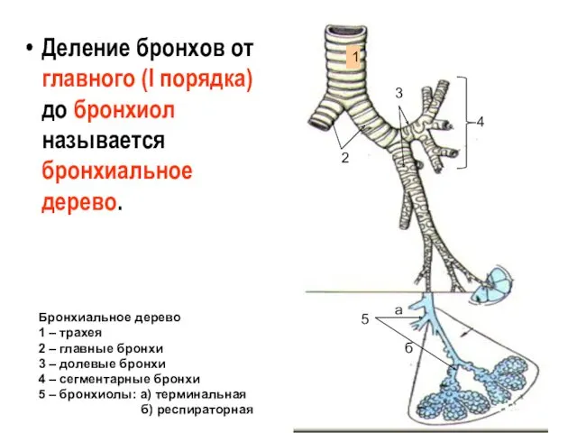 Деление бронхов от главного (I порядка) до бронхиол называется бронхиальное