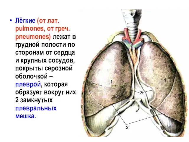 Лёгкие (от лат. pulmones, от греч. pneumones) лежат в грудной