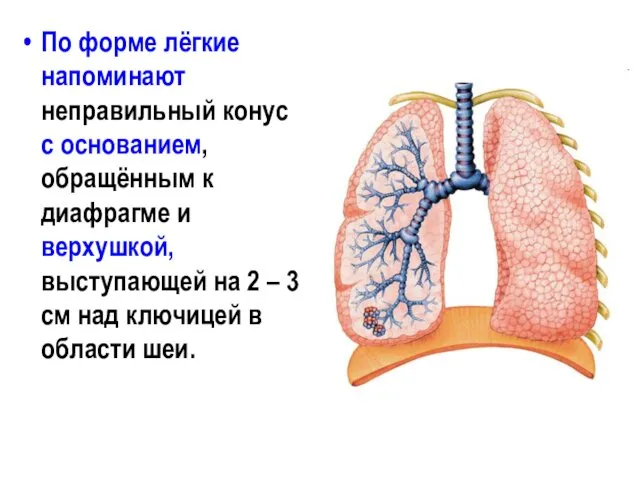 По форме лёгкие напоминают неправильный конус с основанием, обращённым к