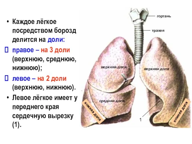 Каждое лёгкое посредством борозд делится на доли: правое – на