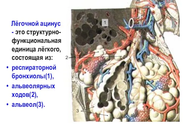 Лёгочной ацинус - это структурно-функциональная единица лёгкого, состоящая из: респираторной