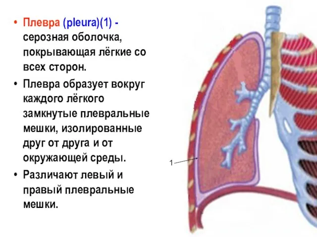 Плевра (pleura)(1) - серозная оболочка, покрывающая лёгкие со всех сторон.