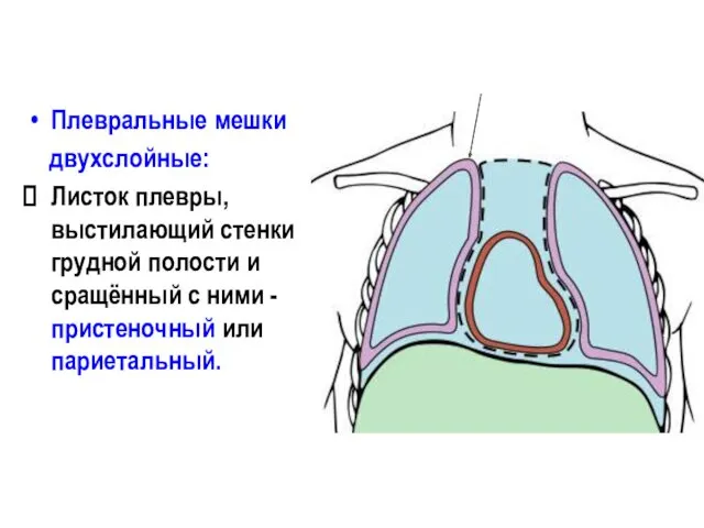 Плевральные мешки двухслойные: Листок плевры, выстилающий стенки грудной полости и