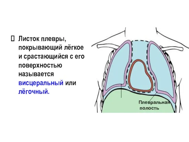 Листок плевры, покрывающий лёгкое и срастающийся с его поверхностью называется висцеральный или лёгочный. Плевральная полость