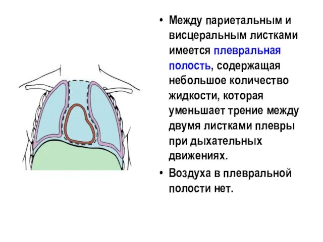 Между париетальным и висцеральным листками имеется плевральная полость, содержащая небольшое