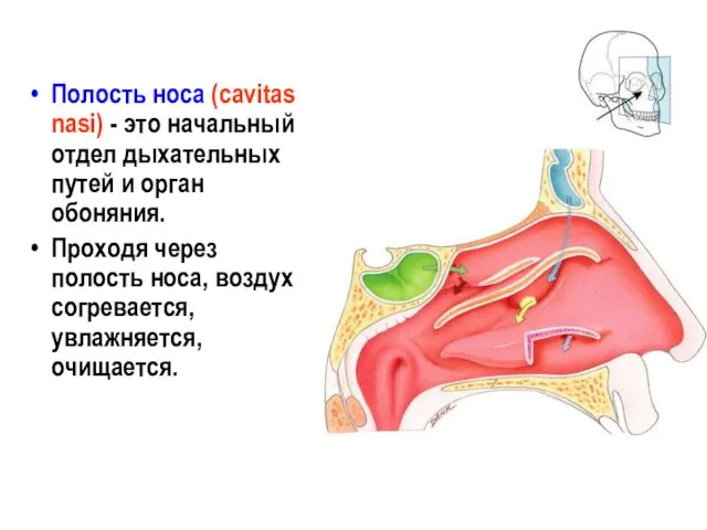 Полость носа (cavitas nasi) - это начальный отдел дыхательных путей